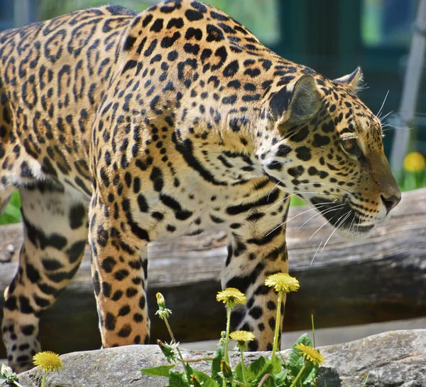 Leopardo Amur Una Subespecie Leopardo Originaria Región Primorye Sudeste Rusia —  Fotos de Stock