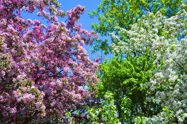 リンゴの木の開花は バラ科で最もよく知られている落葉樹です 果樹として世界中で栽培されています — ストック写真