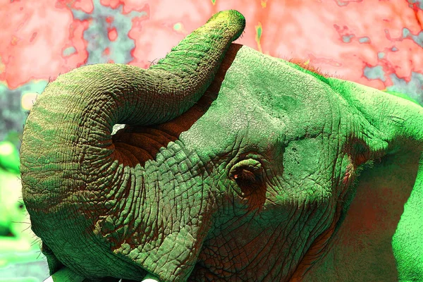 Icono Elefante Arte Pop Con Manchas Color —  Fotos de Stock