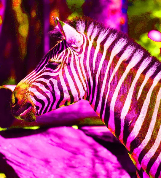 Zebras Sign Illustration Pop Art Background Icon Color Spots — Stock Photo, Image