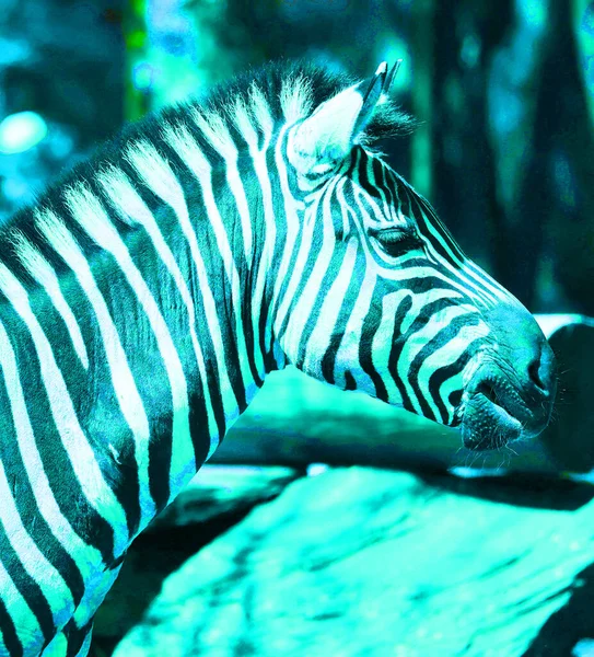 Zebras Unterzeichnen Illustration Pop Art Hintergrund Symbol Mit Farbflecken — Stockfoto