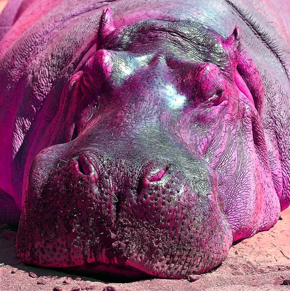 Hippopotame Prenant Bain Soleil Signe Illustration Pop Art Icône Fond — Photo
