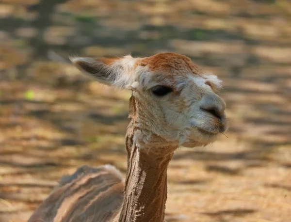 Alpaka Ist Eine Domestizierte Spezies Südamerikanischer Kameliden Optisch Ähnelt Einem — Stockfoto