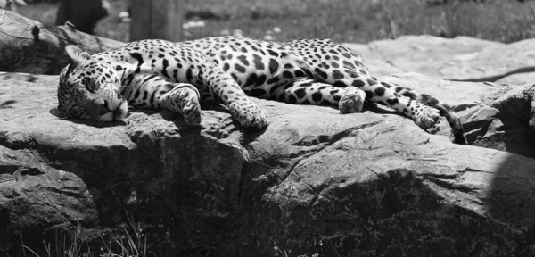 Jaguar Een Kattensoort Uit Familie Van Panthera Pantheridae Jaguar Derde — Stockfoto