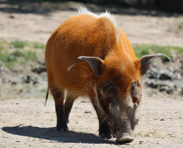 红河猪 Potamochoerus Porcus 或野猪 Bushpig 是一种生活在非洲的野生猪科动物 也被称为Potamochoerus Larvatus — 图库照片