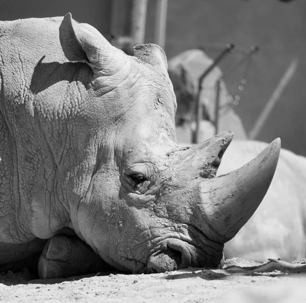 Bílý Nosorožec Nebo Nosorožec Hranatými Rty Největší Existující Druh Nosorožce — Stock fotografie