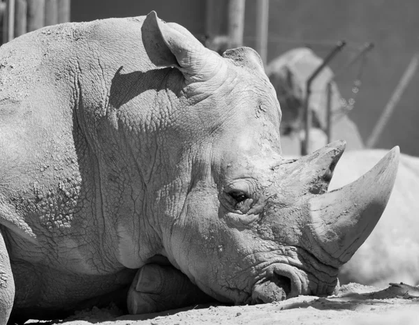 Das Breitmaulnashorn Oder Quadratlippennashorn Ist Die Größte Erhaltene Nashornart Hat — Stockfoto