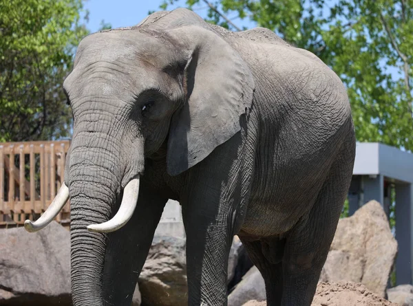 Afrika filleri Loxodonta cinsinin filleridir. Cins iki mevcut türe sahiptir: Afrika çalı fili, L. africana ve daha küçük Afrika orman fili.