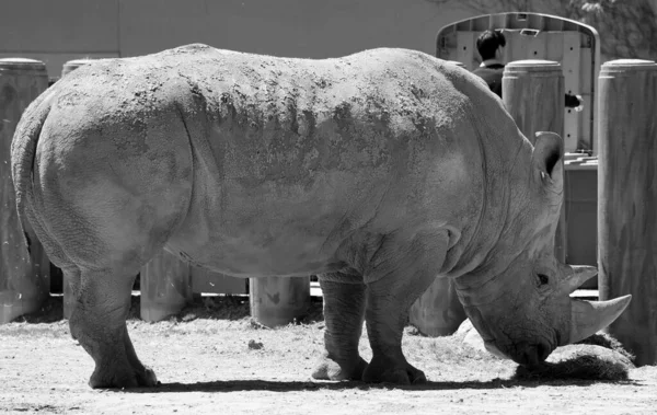 Білий Носоріг Або Квадратно Лівий Носоріг Найбільшим Збереженим Видом Носорогів — стокове фото