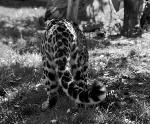 재규어 Jaguar 고양이로 파나마 Panthera 고양이 종으로 아메리카에 서식하는 유일하게 — 스톡 사진