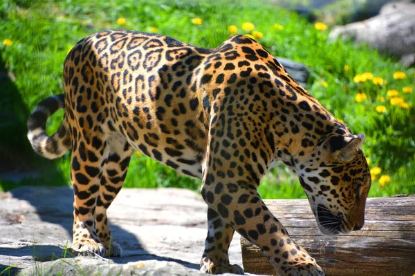 ジャガー Jaguar アメリカ合衆国原産のパンテラ属のネコ科動物である ジャガーはトラとライオンに次いで3番目に大きいフェラインであり アメリカで最大のものです — ストック写真