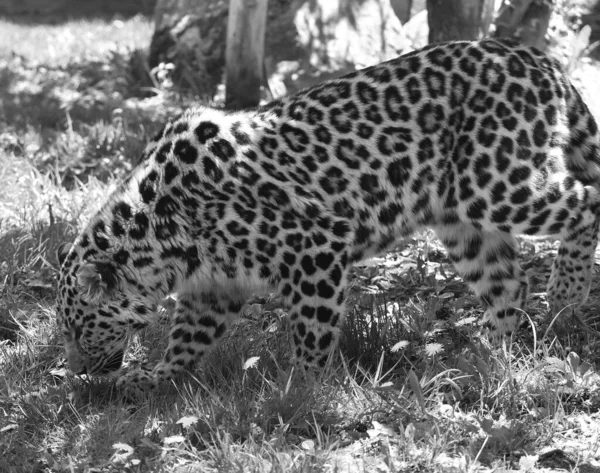 Jaguar Een Kattensoort Uit Familie Van Panthera Pantheridae Jaguar Derde — Stockfoto