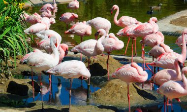Flamingolar veya flamingolar Phoenicopteridae familyasından bir kuş türü. Amerika 'da dört flamingo türü ve Eski Dünya' da iki tür vardır..