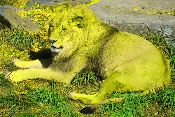 Иллюстрация Изображением Льва Поп Арт Иконка Цветовыми Пятнами — стоковое фото
