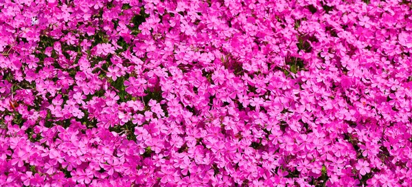 Dianthus Carthusianorum Known Carthusian Pink Species Dianthus Native Europe Spain — Stock Photo, Image
