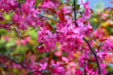 Elma ağacının çiçek açması, gül familyasının en çok tatlı, pofuduk meyvesi olan elmasıyla tanınan yaprak döken ağacıdır. Dünya çapında bir meyve ağacı gibi işlenmiş.