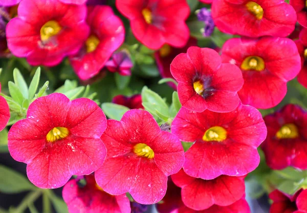 Kerti Árvácska Viola Wittrockiana Kerti Virágként Termesztett Nagyvirágú Hibrid Növények — Stock Fotó