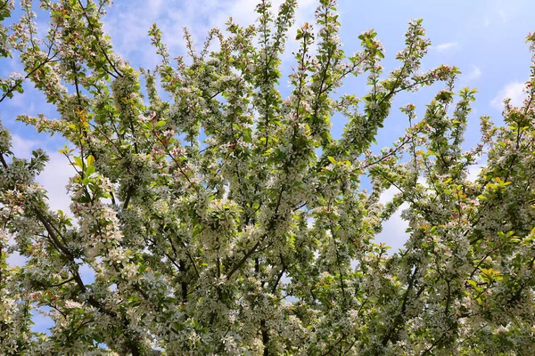春の花の木の枝 — ストック写真