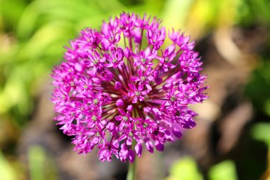 Bahçede mor alyan çiçekleri, yakın çekim manzarası.  