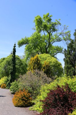 Bahçedeki güzel yeşil ağaçlar, çalılar ve çiçekler 