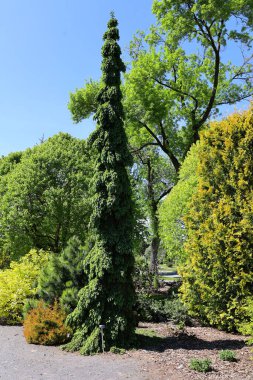 Ağaçlı yeşil bir parkın güzel manzarası    
