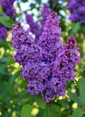 Güneşli bahar gününde güzel leylak çiçekleri. Bayat şırınga, sıradan leylak çiçekleri.       