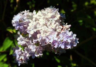 Güneşli bahar gününde güzel leylak çiçekleri. Bayat şırınga, sıradan leylak çiçekleri.       