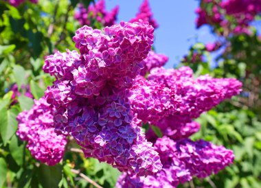 Güneşli bahar gününde güzel leylak çiçekleri. Bayat şırınga, sıradan leylak çiçekleri.       