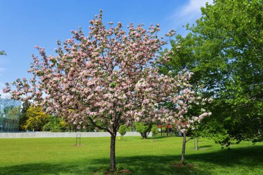 Bahar günü açan güzel ağaçlar. 