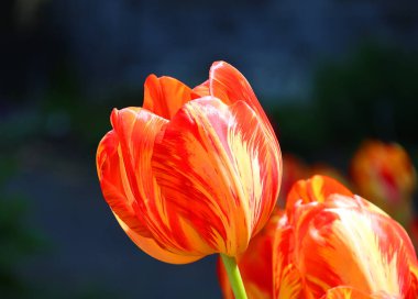 Bahçedeki güzel lale çiçeklerinin yakın plan görüntüsü 