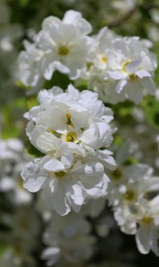 Baharda bir ağacın beyaz çiçekleri. 