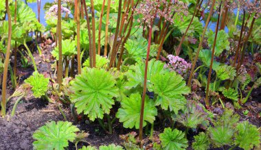 Güzel botanik fotoğrafı, doğal duvar kağıdı. 