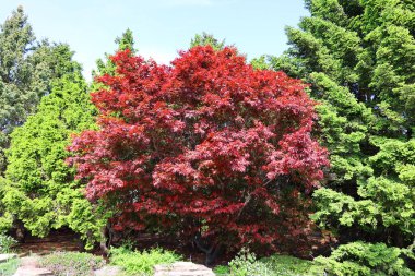 Güzel botanik fotoğrafı, doğal duvar kağıdı. 