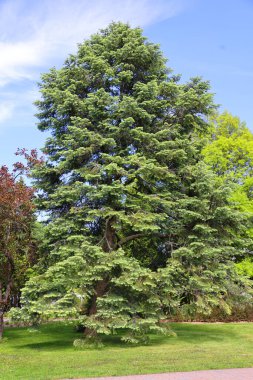 Parkta yeşil ağaçlar, bahar zamanı 