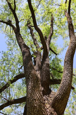 Park içindeki ağaç dallarının düşük açılı görünümü