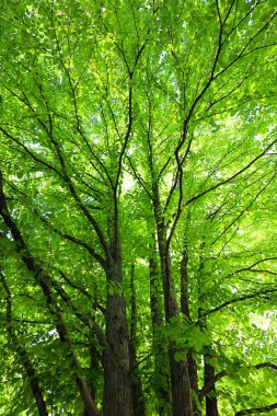Parktaki ağaçlarda yeşil yapraklar  