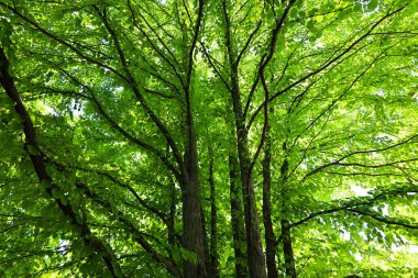 Parktaki ağaçlarda yeşil yapraklar  