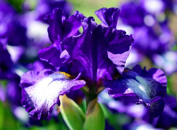 Flores Iris Púrpura Jardín —  Fotos de Stock