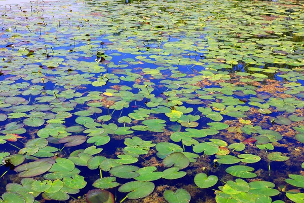 Красиві Водяні Лілії Озері Влітку — стокове фото