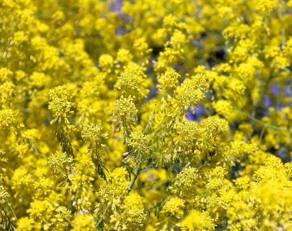Yellow Flowers Sunny Day — Stock Photo, Image