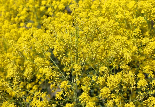 stock image beautiful yellow flowers in bloom 