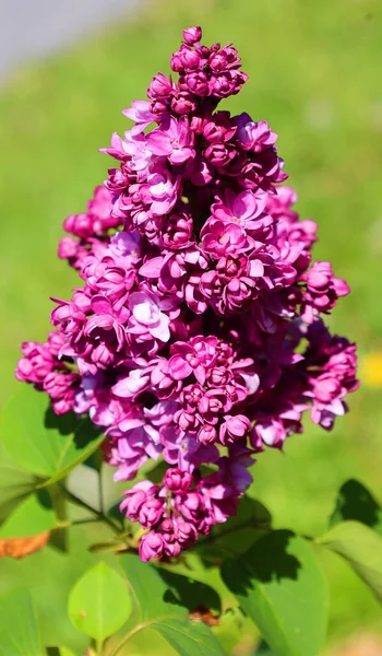 Piękne Kwiaty Lilii Słoneczny Wiosenny Dzień Syringa Vulgaris Pospolite Kwiaty — Zdjęcie stockowe