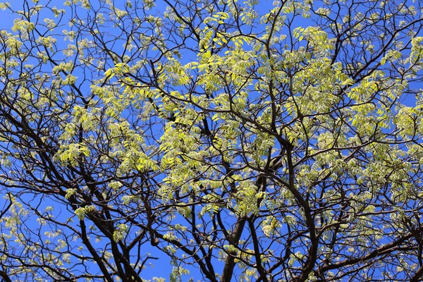 青い空に向かって木の上に美しい緑の葉 — ストック写真