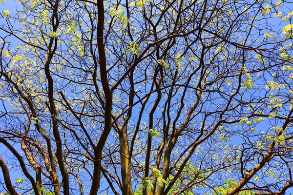 Belle Foglie Verdi Fresche Sugli Alberi Contro Cielo Blu — Foto Stock