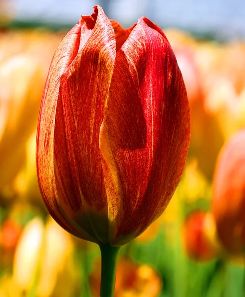 Vista Cerca Hermosas Flores Tulipán Jardín — Foto de Stock