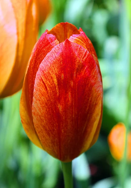 Крупным Планом Вид Красивые Цветы Тюльпана Саду — стоковое фото