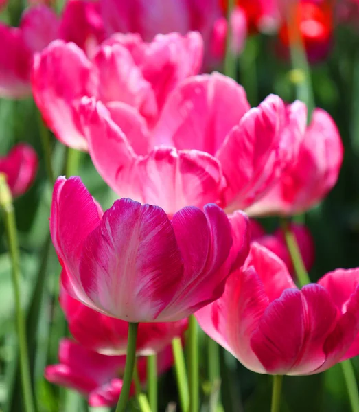 Close View Beautiful Tulip Flowers Garden — Stock Photo, Image