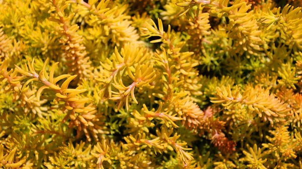 Gelbe Blumen Frühlingsgarten — Stockfoto