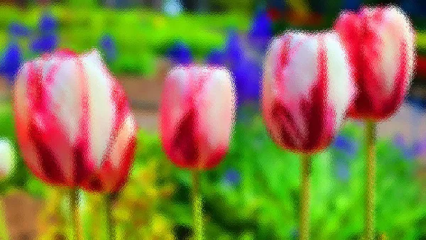 Vue Rapprochée Belles Fleurs Tulipes Dans Jardin — Photo