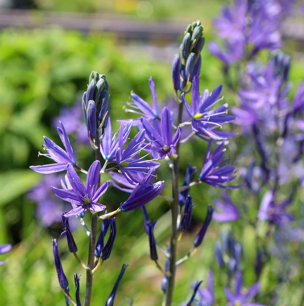庭で育つ美しい青い花 — ストック写真